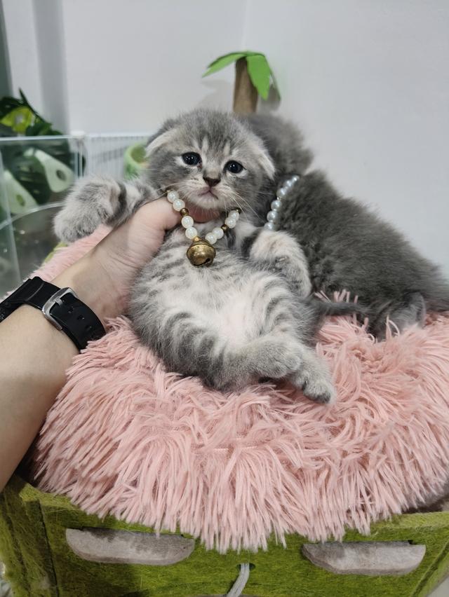 เด็กชายหูพับ หาบ้าน 🏡😻ทักสอบถามได้
