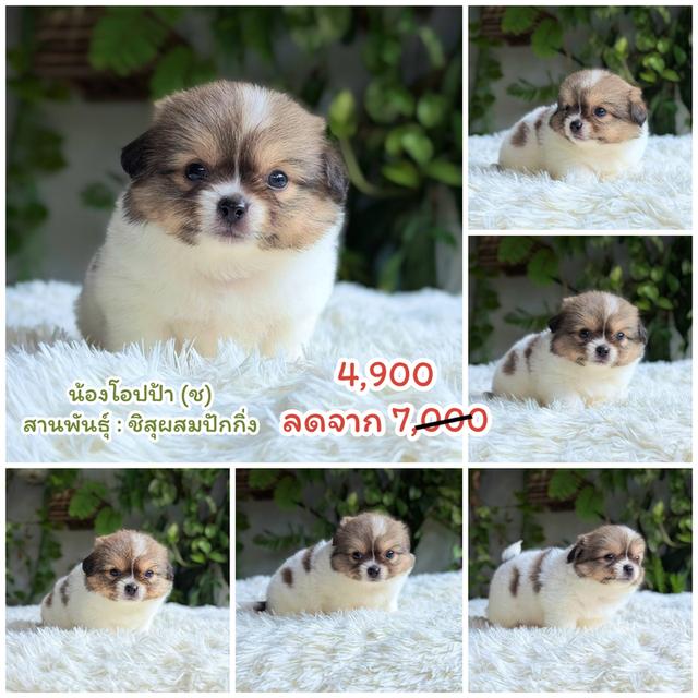 ชิสุแท้พร้อมย้ายบ้านสินสอดน่ารัก รูปที่ 6