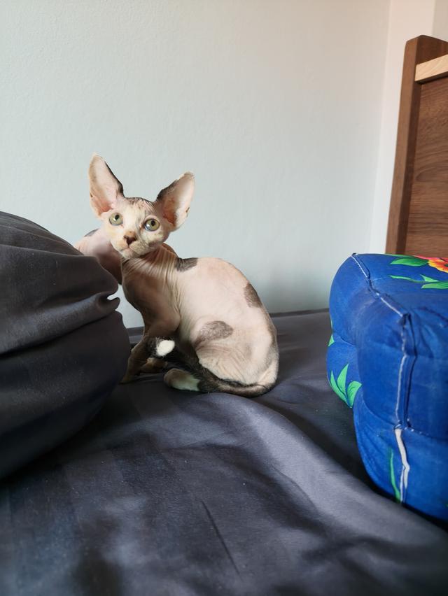 เด็กหญิงสฟิงซ์แคนาเดียน