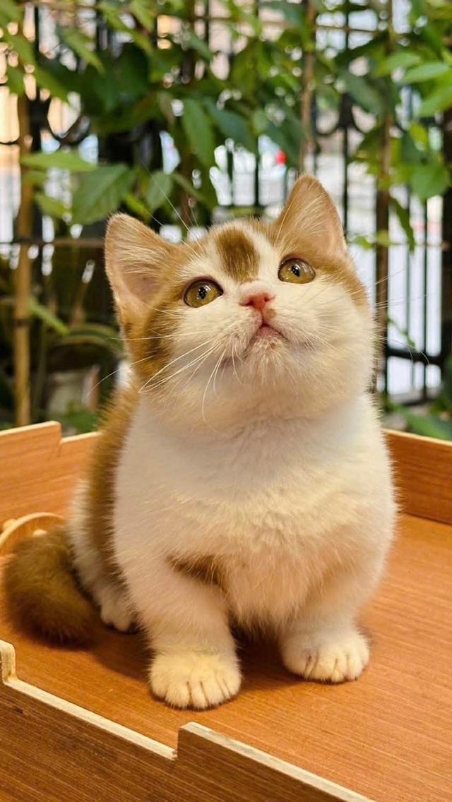 แมวมันช์กิ้น เด็กชาย 7