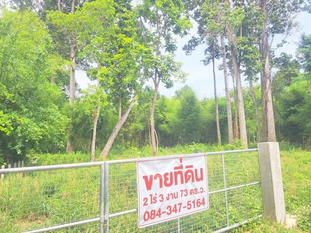 ขายที่ดินสำหรับคนรักต้นไม้มีต้นไม้ใหญ่ อายุ 100 ปี ตำบลดูน อำเภอกันทรารมย์ จังหวัดศรีสะเกษ 1