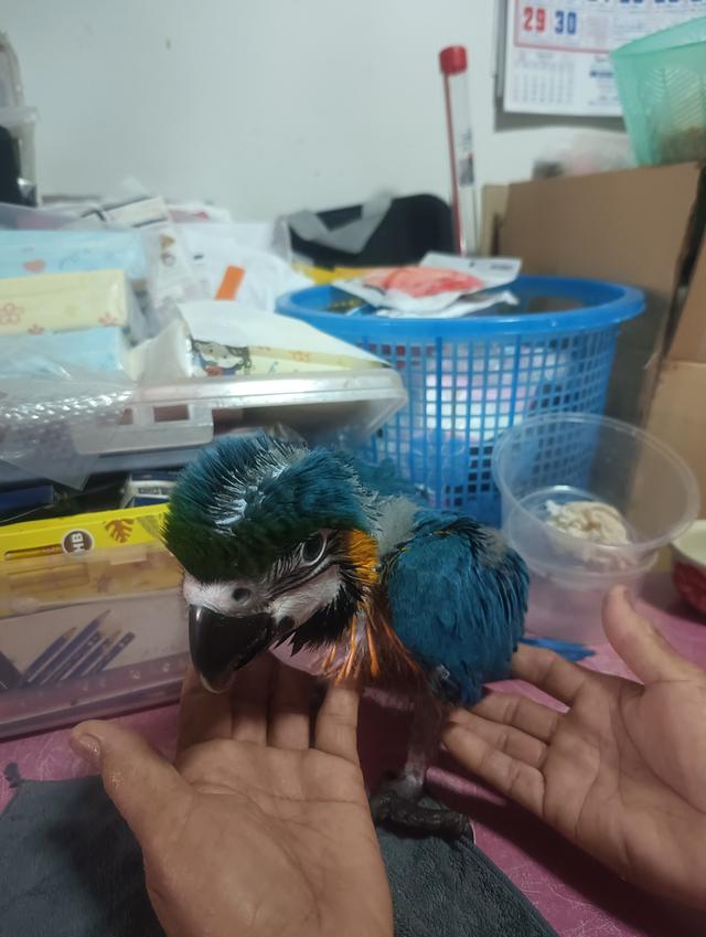 บลูโกล Blue and Gold Macaw