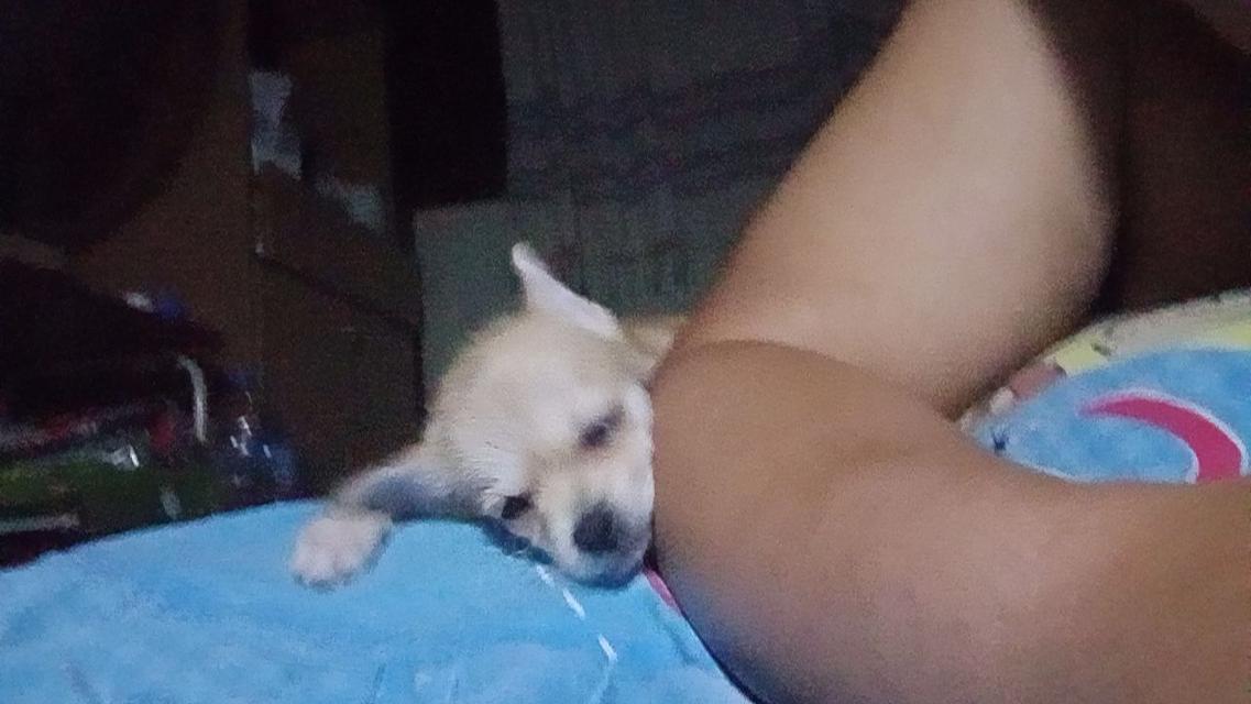 สุนัข สายพันธุ์ ชิวาวา เพศเมีย 2