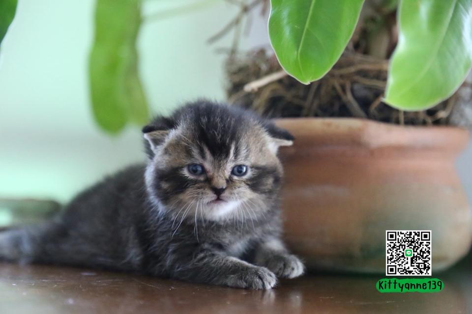 แมวเปอร์เซียผสมบริติชwcf รูปที่ 2