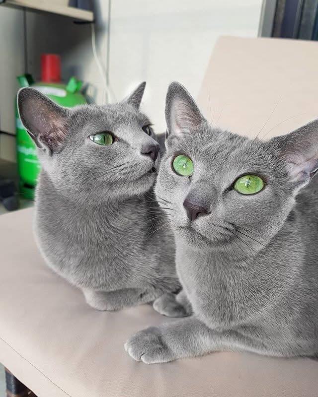 แมว Russian Blue หาบ้าน 3