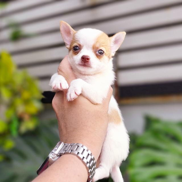 น้องเลโก้Chihuahuaขนสั้นหนุ่มน้อยสุดหล่อ