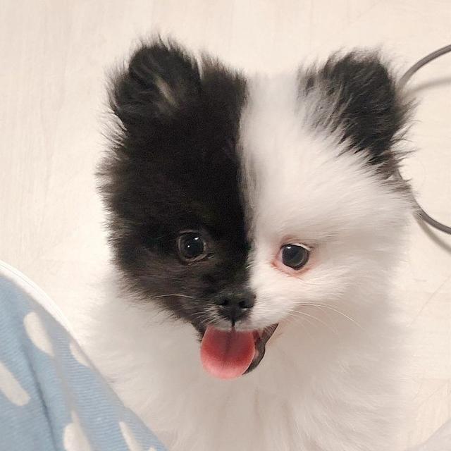 น้องสุนัข ปอมเมอเรเนียน สีขาวดำสุดน่ารัก 3