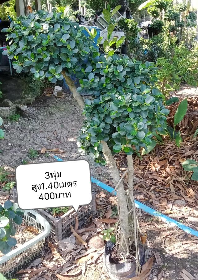 ไทรต่อยอดช้อนเงินช้อนทอง รูปที่ 3