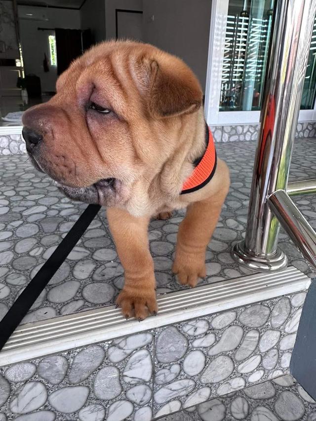 ขายน้องหมา Shar Pei  3