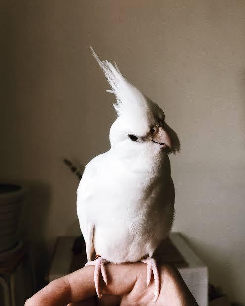 นกค๊อกคาเทลอัลบิโน่  (Albino Cockatiel) 2