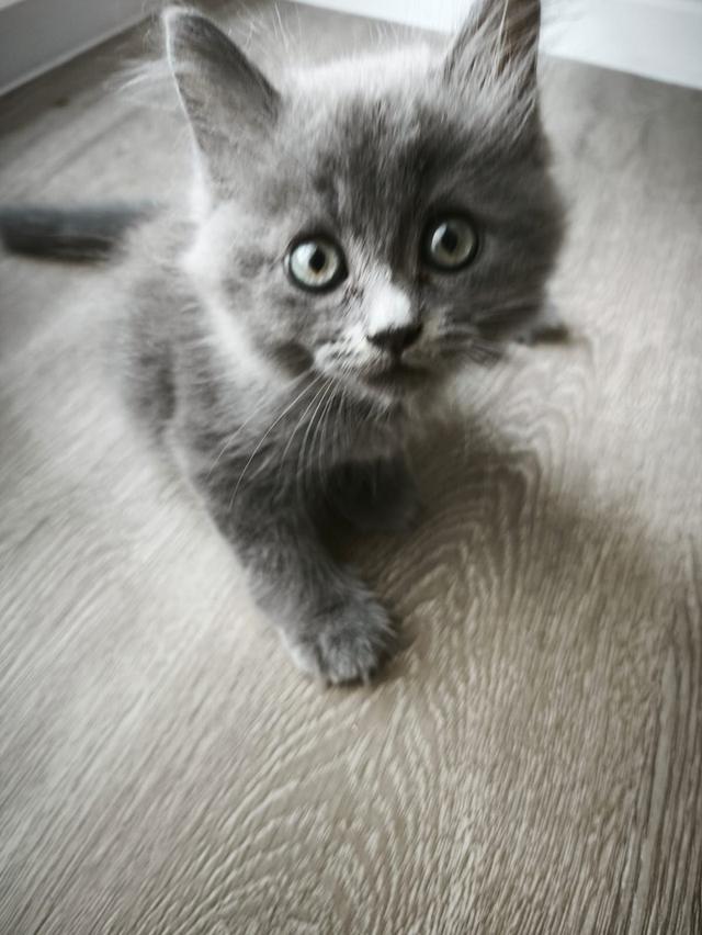 Long hair kitten (ลูกแมวขนยาว)