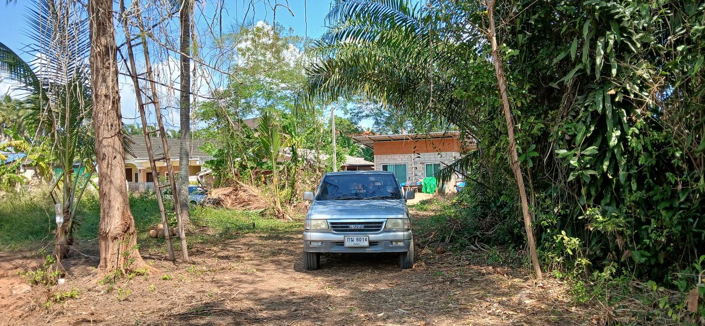 ขายที่ดินเปล่าโฉนด 1 งาน 15.9 ตร.ว. อยู่ในชุมชน ต.นาชะอัง อ.เมืองชุมพร ห่างศาลากลางจังหวัดเพียง 3 กม. ที่เนินปลอดภัยจากน้ำท่วม เจ้าของเองครับ 9