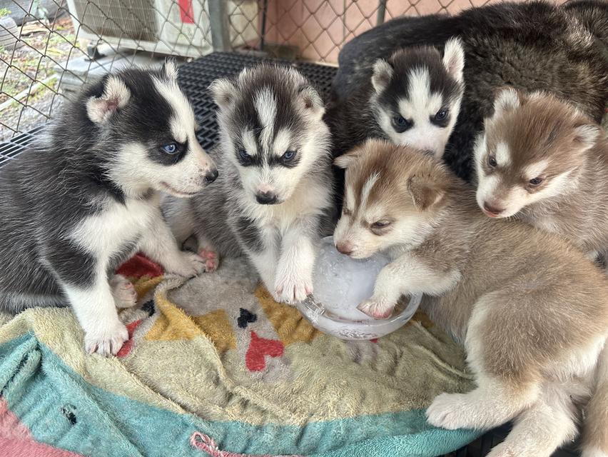 ลูกไซบีเรียสแตนดาร์ดพ่อฮักกี้ค่ะ รูปที่ 3