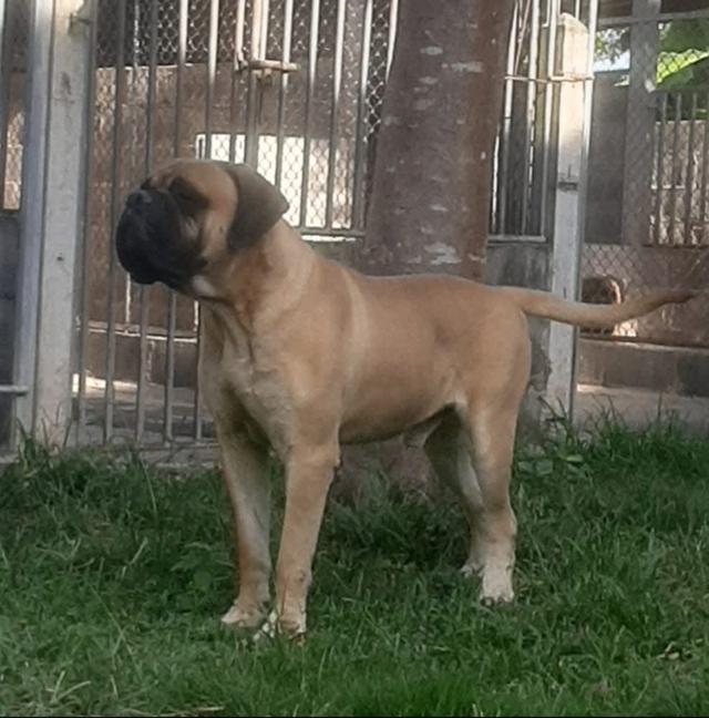 สุนัข Bullmastiff ตัวผู้ 3