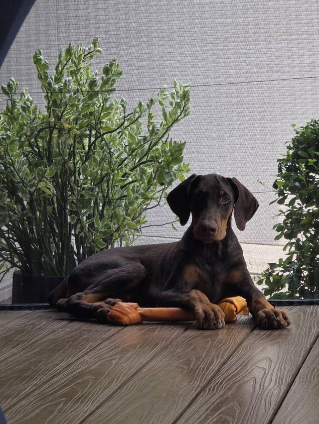 ลูกหมา Doberman Pure Bred Champion Line เพศเมีย สีแดง มี 3 ตัว มี Pedigree/Certificate ตัดหางแล้ว รูปย่อยที่ 3