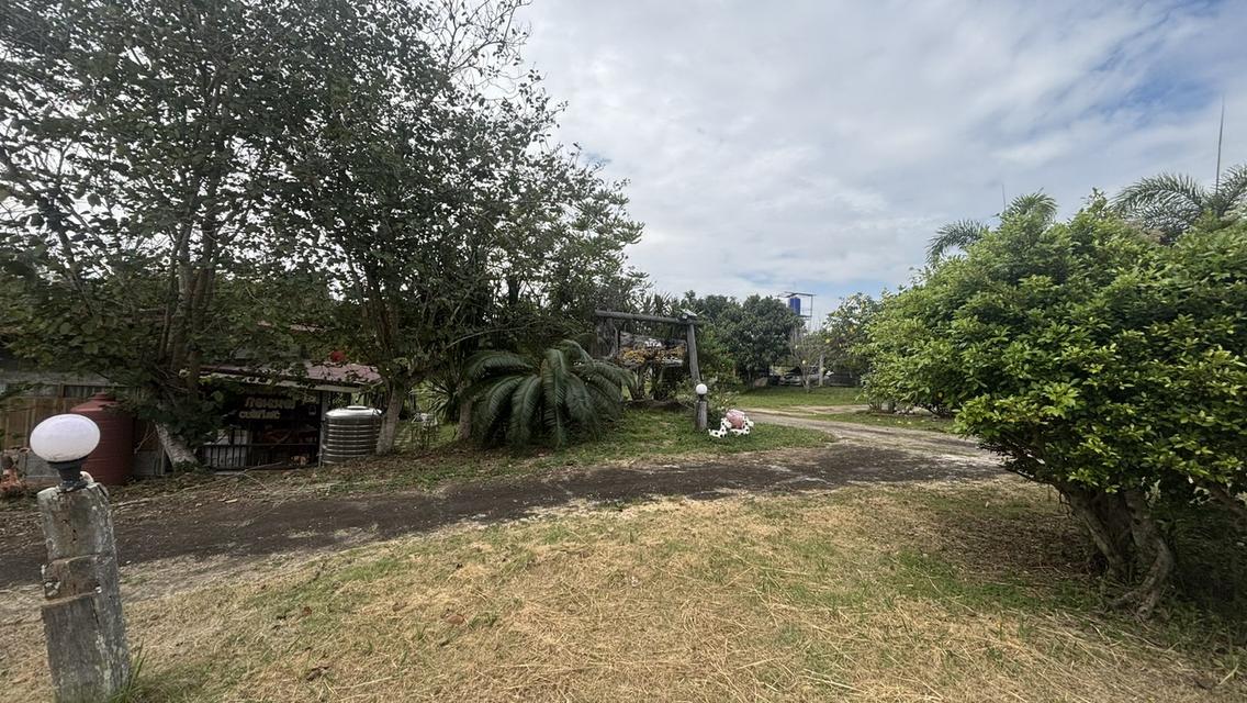 ทอไหม ไอหมอก รีสอร์ท 8 ไร่ 9.5 ล้าน บ.ไทรทอง อ.วังน้ำเขียว 7