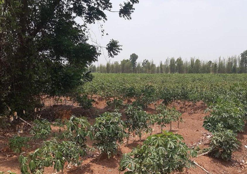 ขายที่ดินกรอกสมบูรณ์ 19 ไร่ ใกล้ถนนสี่เลนสระแก้ว-เขาหินซ้อน359-250เมตร อ.ศรีมหาโพธิ ปราจีนบุรี 2