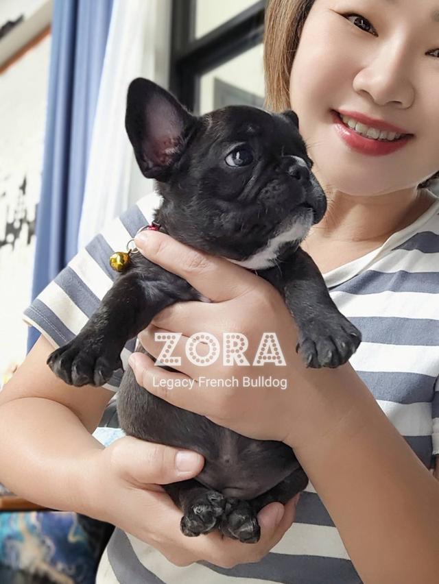 (ได้บ้านแล้ว) ZORA ลูกสุนัขเฟรนช์บูลด็อก