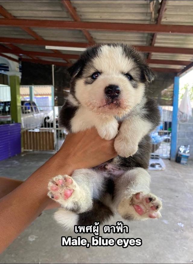 ไซบีเรียนวูดลี่โค้ช ชาย1หญิง1 รูปย่อยที่ 3