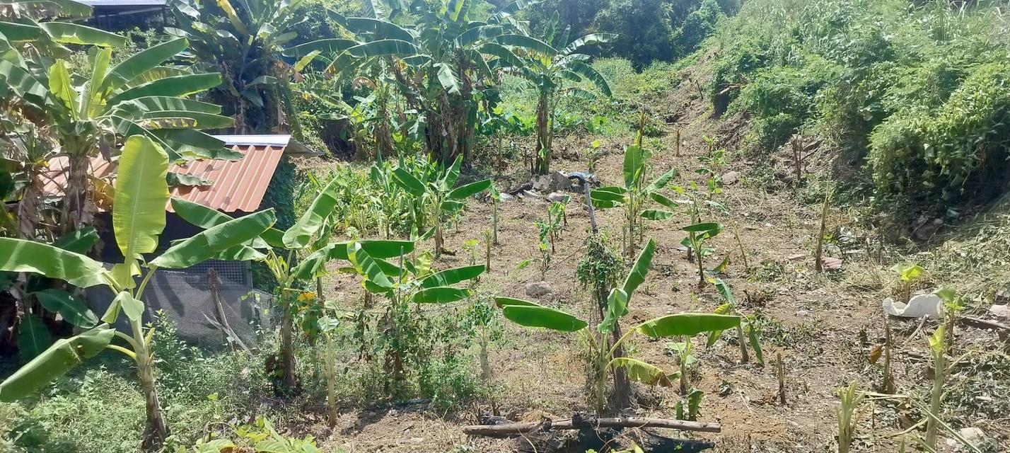 📢 ประกาศขายที่ดินทำเลศักยภาพ ระยอง – แกลง  ขายที่ดินสวย ติดถนนใหญ่สาย เพ–แกลง–กร่ำ ทำเลดี เดินทางสะดวก ใกล้ทะเลและแหล่งท่องเที่ยวชื่อดัง  📍 ที่ตั้ง: 3