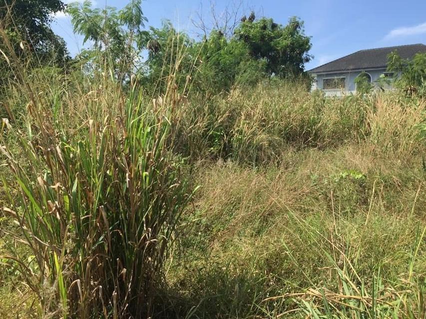 ทีดินเปล่า 1 ไร่ 99 ตร.วา 4