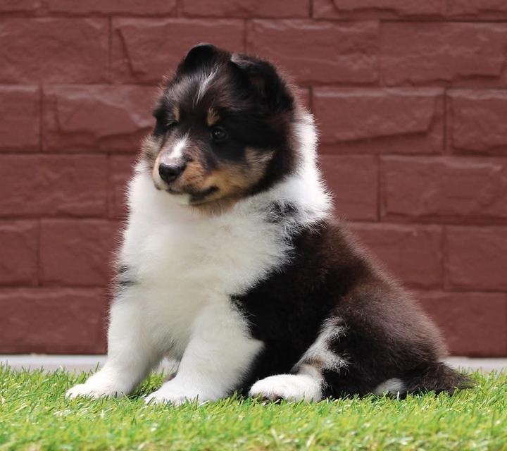 ขายน้องหมา Shetland Sheepdog เพศเมีย 2