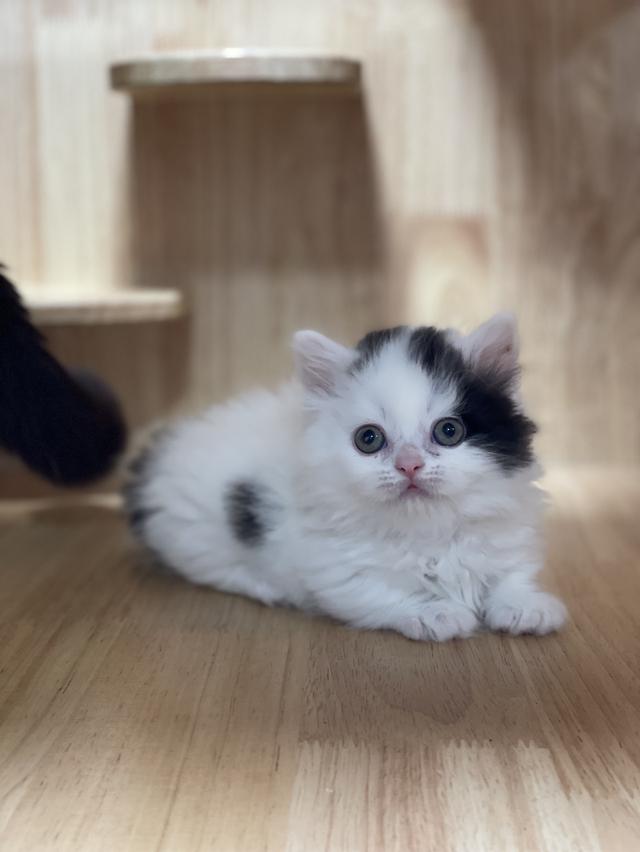 mini product image 3