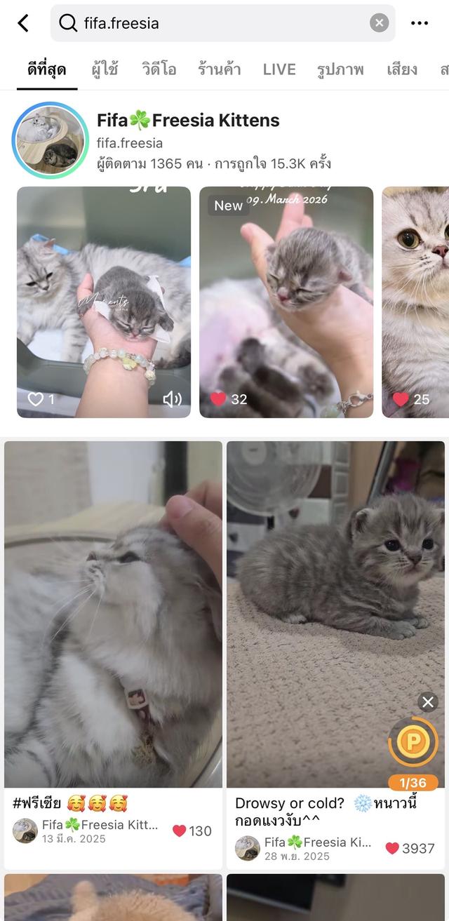 Scottish Fold  สก็อตติชโฟลด์ แท้ ระบบปิดเลี้ยงด้วยรัก รวมวัคซีน ถ่ายพยาธิ หยอดยากันปรสิตและไรหู สมุดวัคซีน รูปที่ 18