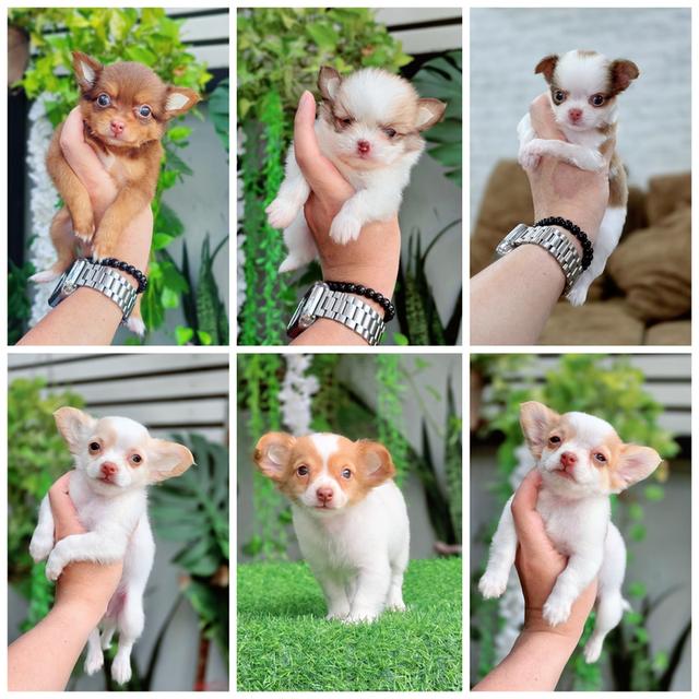 Chihuahua sizeเล็กจิ๋วพร้อมซน