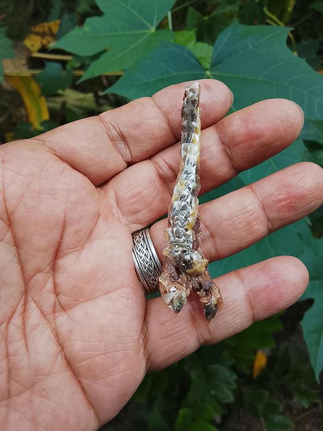 เครื่องรางแห่งโชคลาภค้าขายเสี่ยงโชค