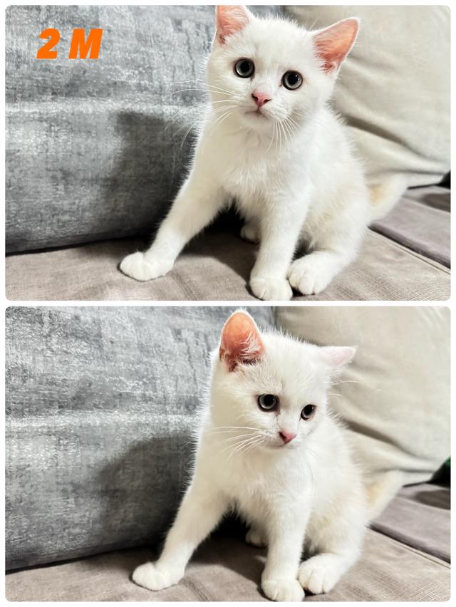 น้องแมวสกอตติช พร้อมย้ายบ้านค่ะ