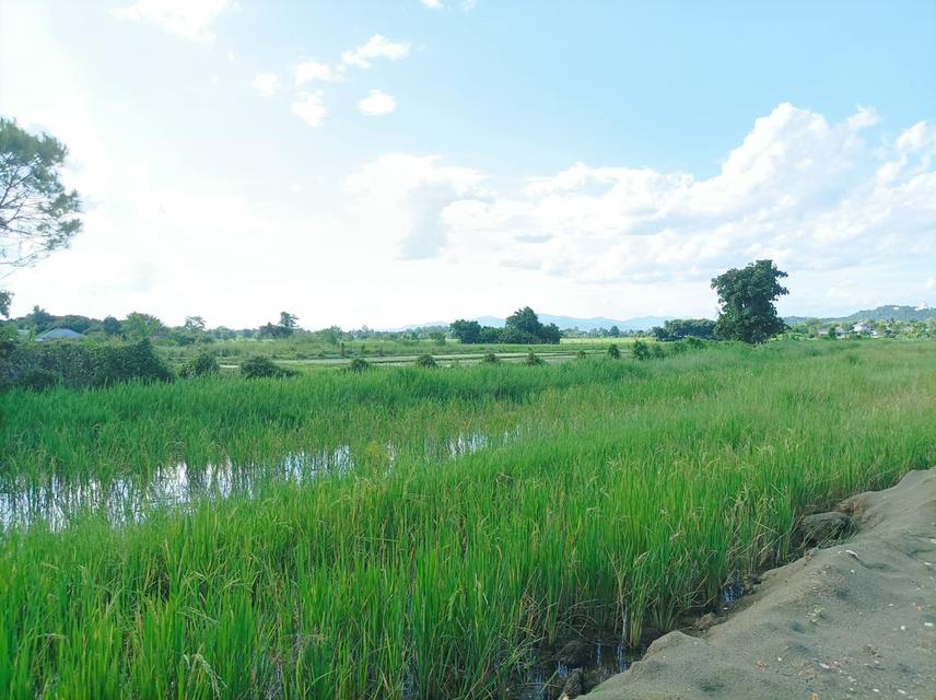 ขายที่ดิน ราคา3,980บาท/ตร.ว. ต.ป่าป้อง อ.ดอยสะเก็ด จ.เชียงใหม่ 3