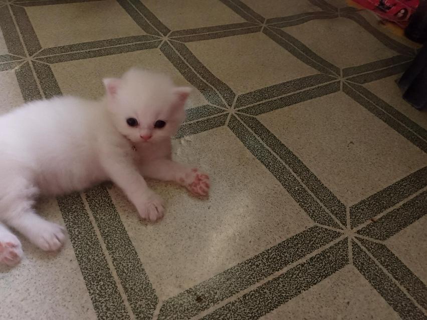 ลูกแมวเปอร์เซีย อายุ1เดือน กับ 10วัน รูปย่อยที่ 3