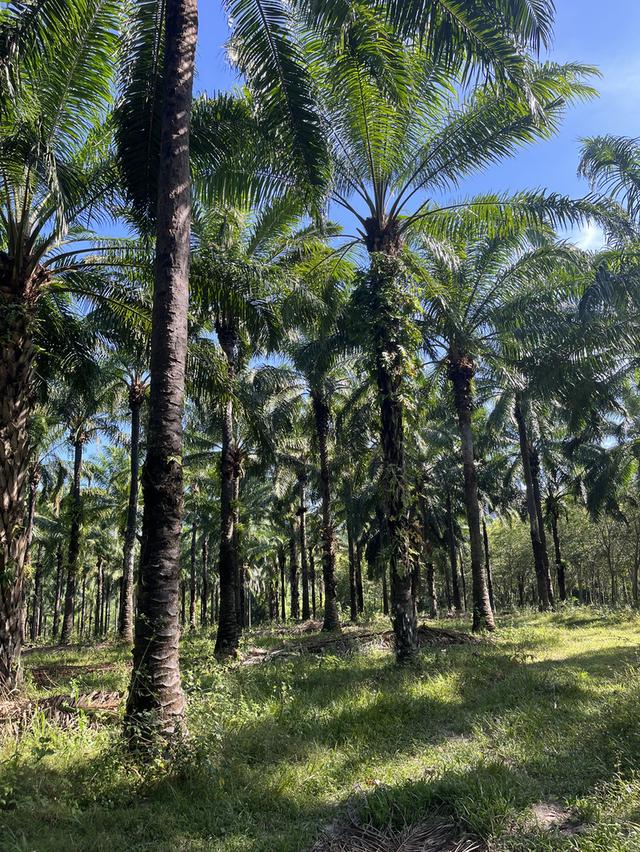 ที่ดินโฉนด จังหวัดชุมพร 4