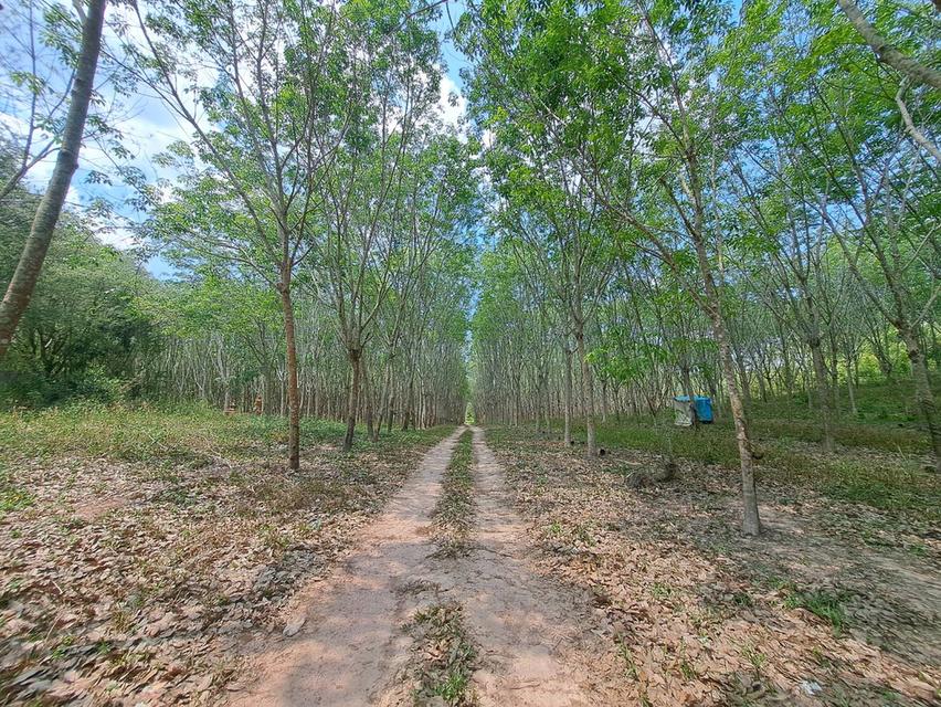 ขายที่ดินระยอง ใกล้แยกกะเฉด ที่ดินอยู่ติดถนนสุขุมวิท เป็นถนน4เลน มีที่ดิน 2 แปลงติดกันเนื้อที่ 34-69 ไร่ ใกล้แยกที่เลี้ยวไปสวนพฤกษศาสตร์ระยอง 8