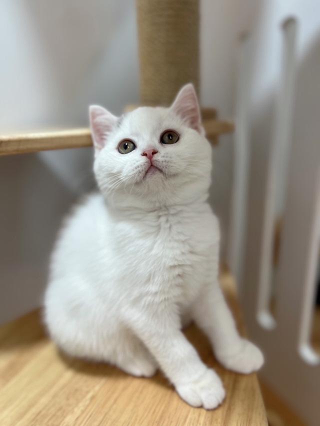 แมวบริติช