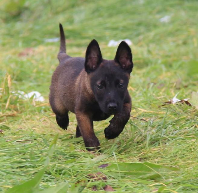 หาบ้านให้น้องหมา Belgian Malinois อายุ 3 เดือน