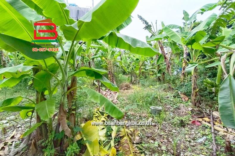 ที่ดิน ถมแล้ว เนื้อที่ 101 ตรว. ซอยลาดพร้าว 80 แยก 20 (ใกล้BTS ลาดพร้าว 71) ถนนลาดพร้าว แขวงวังทองหลาง เขตบางกะปิ 2