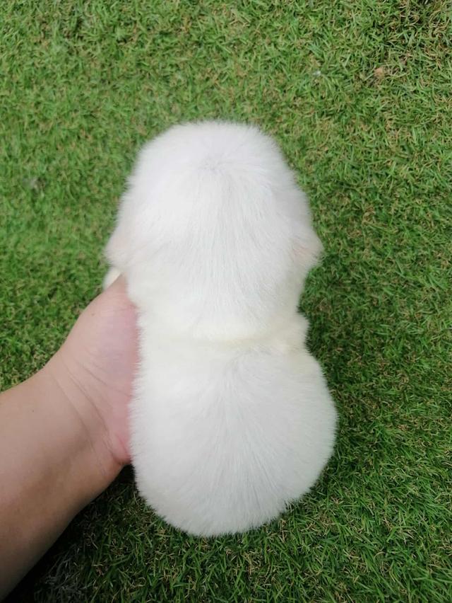 ชิสุพุดเดิ้ล หญิง น่ารัก พร้อมย้าย 4