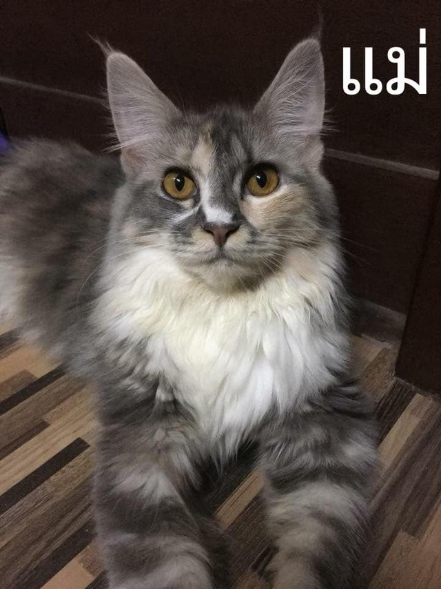 เมนคูน+เปอร์เซีย พ่อเมนคูนแท้ แม่เมนคูนผสมเปอเซีย