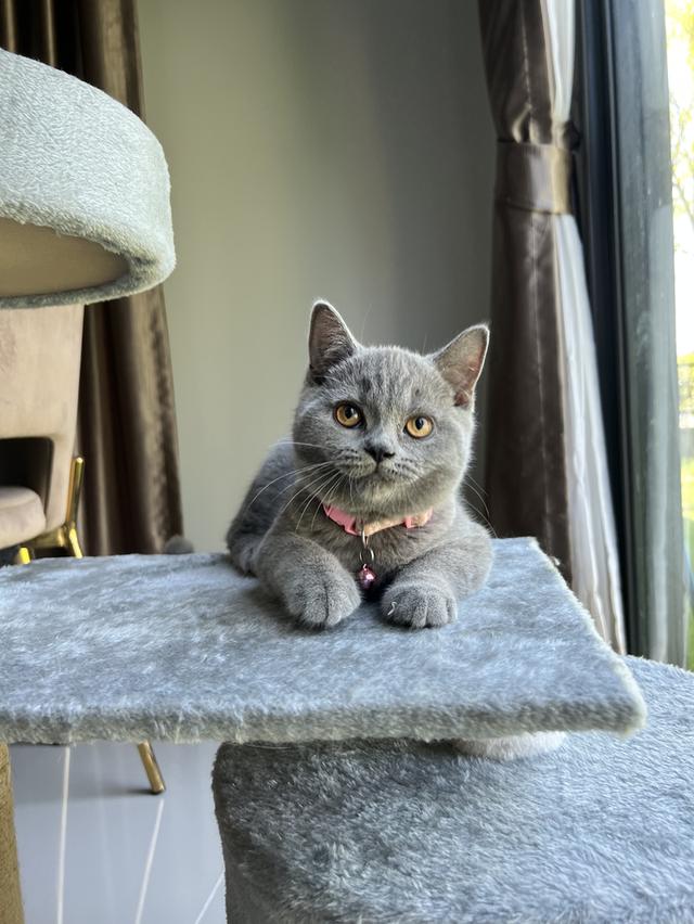 ลูกแมว บริติช ช็อตแฮร์ ใบเพ็ดนอกWCF(British Shorthair) 6