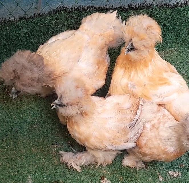 ซิลกี้ขนใบสีบัฟอายุ3ดือนชุด4ตัวผู้1เมีย3"โปรพิเศษส่งฟรีทั่วไทย" รูปที่ 6