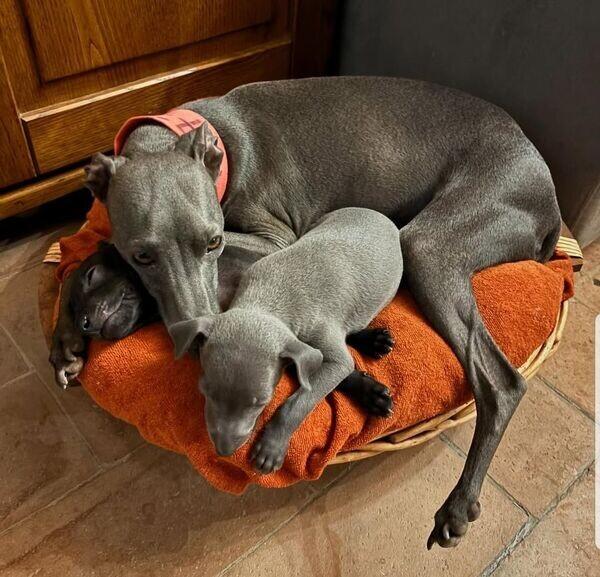 Italian Greyhound puppies.