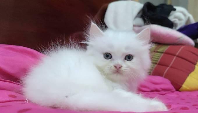 ขายลูกแมวเปอร์เซียน่ารัก ผู้ชาย ผู้หญิง พระรามสอง เทียนทะเล รูปที่ 7