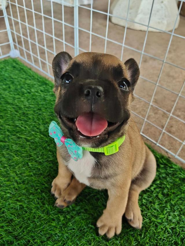 Frenchbulldog : สีฟอว์นหน้าดำ