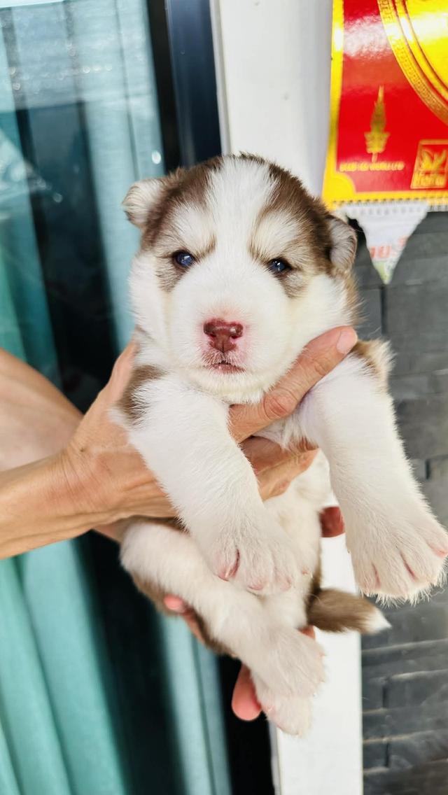 ไซบี้รีนเด็กลี่โค้ช ชาย3หญิง3 รูปย่อยที่ 3