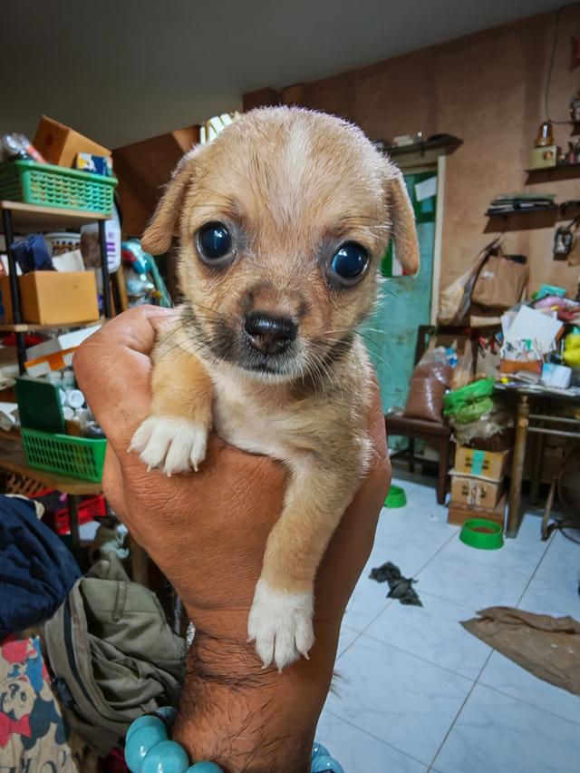 ขายลูกชิวาวา ผู้หญิง พร้อมย้ายบ้าน