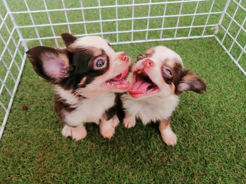 ชิวาว่าเเท้ขนยาว ชายล้วน พร้อมย้าย 12