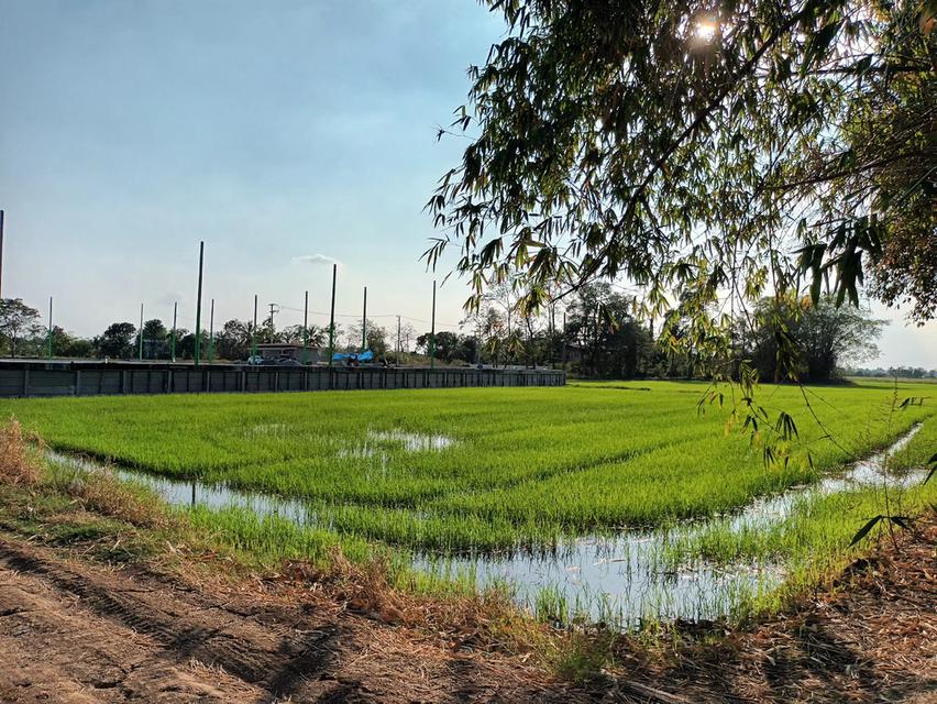 ขายที่ดิน ข้างสนามบอล จำปา ท่าเรือ อยุธยา 3