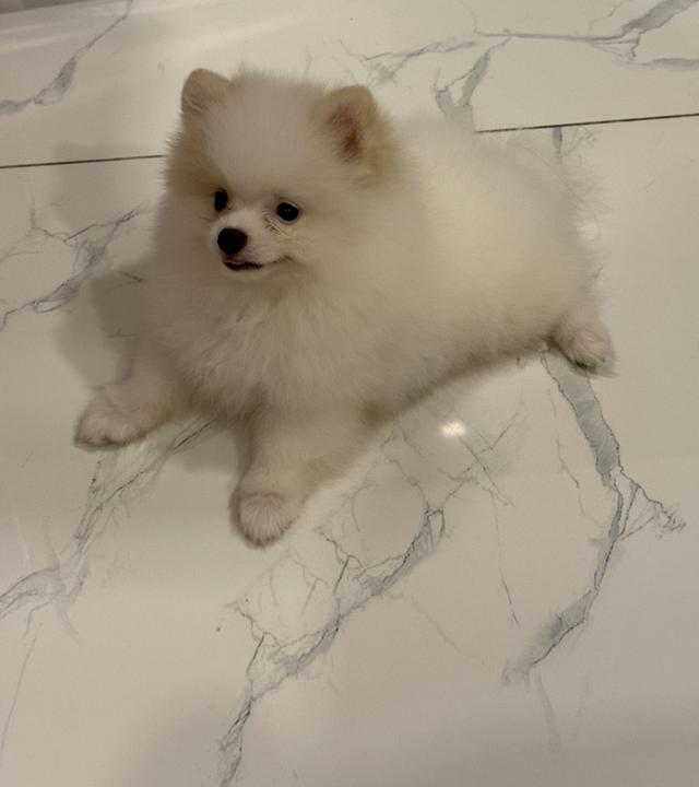 ปอมเมเรเนียน